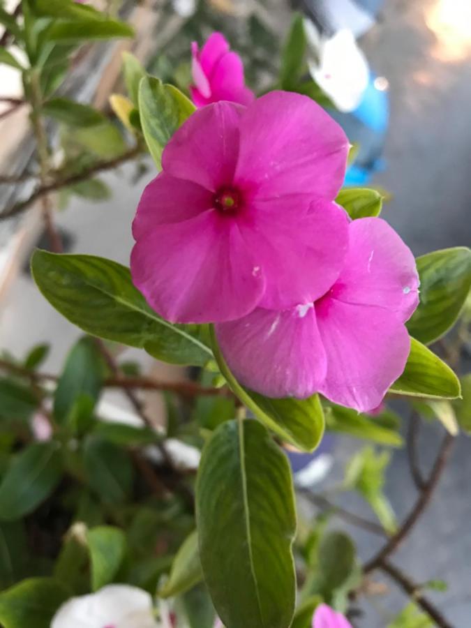 B&B Flora Пьяцца-Армерина Экстерьер фото